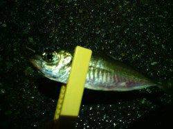 南港でアジング、アタリありましたが雨で撤退