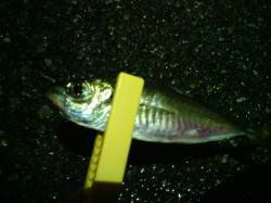 南港でアジング、アタリありましたが雨で撤退…