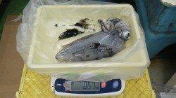 志原磯でエギング、最後にドラマが待ってました！