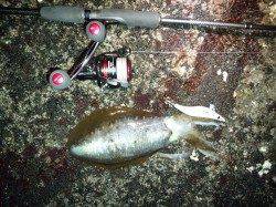 田辺元島の磯で500ｇほどのアオリイカ