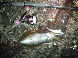 田辺元島の磯で500ｇほどのアオリイカ