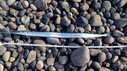 煙樹ヶ浜で青物を狙いましたが結果は・・・