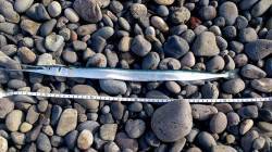 煙樹ヶ浜で青物を狙いましたが結果は・・・