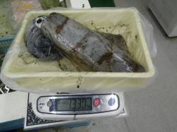 椿の六角にてアオリイカ1330gを筆頭に計…