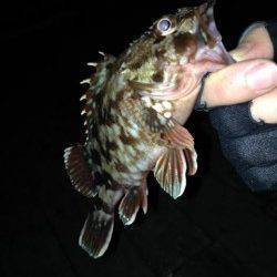 大阪南港でのガシリング釣果です