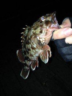 大阪南港でのガシリング釣果です