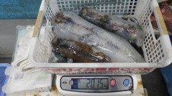 元島にてヤエン好調、キロUPのアオリイカ♪