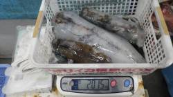 元島にてヤエン好調、キロUPのアオリイカ♪…