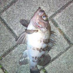 南港でメバリング、いいサイズのメバルをキャッチ
