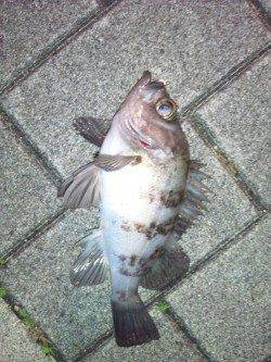 南港でメバリング、いいサイズのメバルをキャッチ