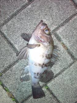 南港でメバリング、いいサイズのメバルをキャ…