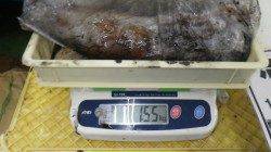 椿、ウキ釣り仕掛けでアオリキロアップ！