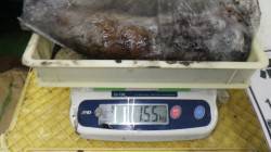 椿、ウキ釣り仕掛けでアオリキロアップ！