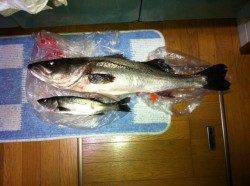 妻鹿で82㎝のよく肥えたシーバスをゲット！