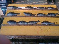 萩尾の磯、オキアミフカセ釣り好釣です★