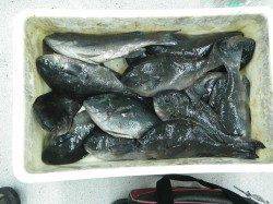 口和深でフカセ釣り　40cm頭に16枚