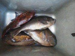 周参見の大岸でフカセ釣り、グレ・イガミ・サンノジ