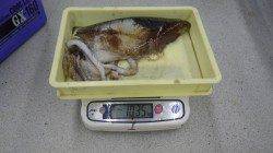 ヤエンでアオリ7ハイ☆今年初釣行で十分楽しめた！