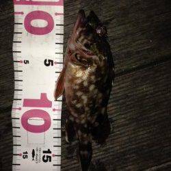 大阪南港でのガシリング釣果です