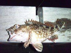 南港でメバリング、いいサイズのメバルをキャッチ