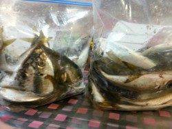 朝マズメに文里漁港で赤アジが釣れています！