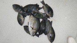 エビ島でフカセ釣り　イスズミ&グレ