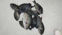 エビ島でフカセ釣り　イスズミ&グレ…