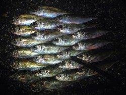 雑賀崎周辺のアジングで夜遊び♪