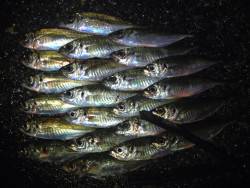 雑賀崎周辺のアジングで夜遊び♪