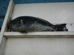 出ました！富田地磯でグレ42ｃｍ！1.7ｋｇ！！！