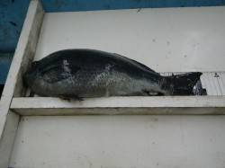 出ました！富田地磯でグレ42ｃｍ！1.7ｋ…