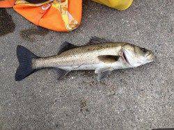 久しぶりのエビ撒きウキ釣りでハネのナイスファイト