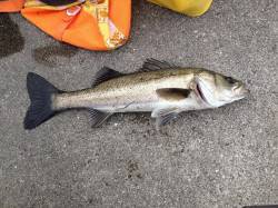 久しぶりのエビ撒きウキ釣りでハネのナイスフ…