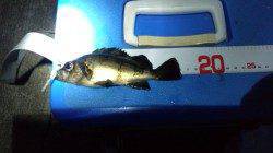 深日漁港でのメバリング