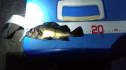 深日漁港でのメバリング