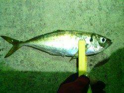 違和感を感じるアタリを捕らえアジ29.5センチをゲット