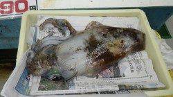 串本にてエギングでアオリイカ0.7～1.2キロ