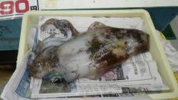 串本にてエギングでアオリイカ0.7～1.2…