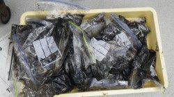 大漁！アオリ１７杯　約１４キロの釣果