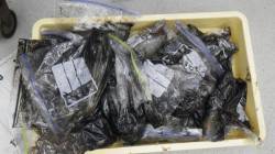 大漁！アオリ１７杯　約１４キロの釣果