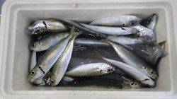 堺漁港でのサビキ釣り　エサ無しでもアジが釣れました