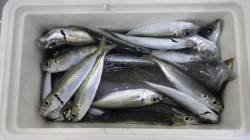 堺漁港でのサビキ釣り　エサ無しでもアジが釣…