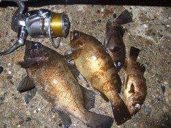 林崎漁港ウキ釣りでメバル狙い～表層でパシャパシャと！