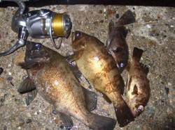 林崎漁港ウキ釣りでメバル狙い～表層でパシャ…