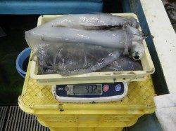 見草でのヤエン釣り、アオリイカ総計4.32kg！