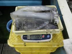 見草でのヤエン釣り、アオリイカ総計4.32…