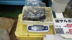 周参見地磯の釣果！　アオリイカ7ハイ計5.9kg！