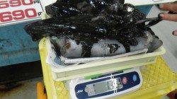 串本にてエギングでアオリイカ0.7～1.2キロ