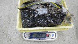 大漁！アオリ１７杯　約１４キロの釣果