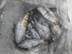 椿の六角にてアオリイカ1330gを筆頭に計16パイ！